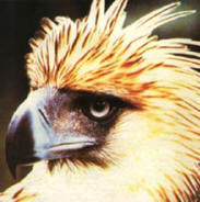 Picture of Eagle in Davao