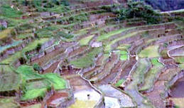 Banaue Rice Terraces