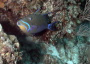 Fish photo underwater