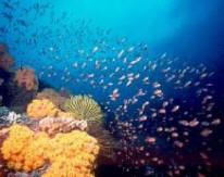 Underwater corals of Palawan