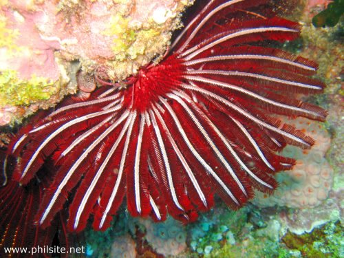 Scuba diving picture of crinoids or feather star