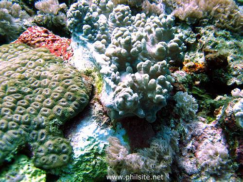 Picture of variable finger leather soft corals on a reef in Mindoro island, the Philippines. 