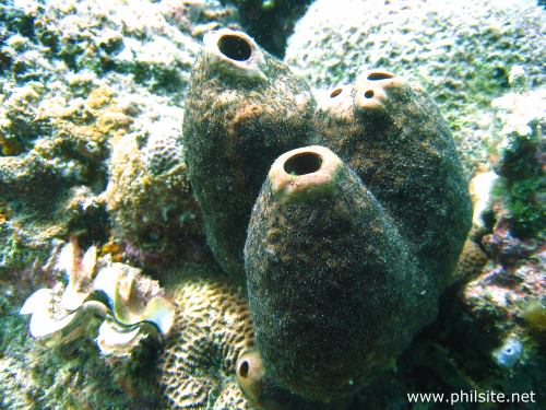 Underwater photo of Tube Sponge