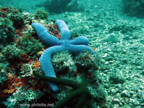 Blue starfish taken at Puerto Galera, Philippines