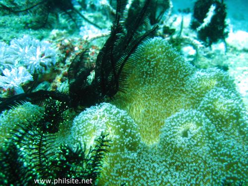 crinoids sitting on mushroom leather coral