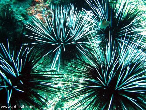Picture of Diadema Sea Urchins