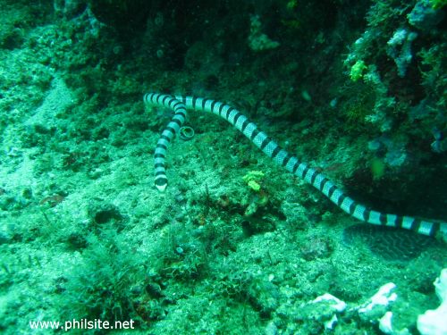 Scuba diving photo of a white banded sea snake
