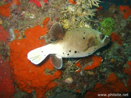 Picture of a black spotted puffer fish taken during a dive in the Philippines