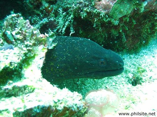 A scuba diving photo of a yellow edge moray eel taken near the island of Bohol, Philippines