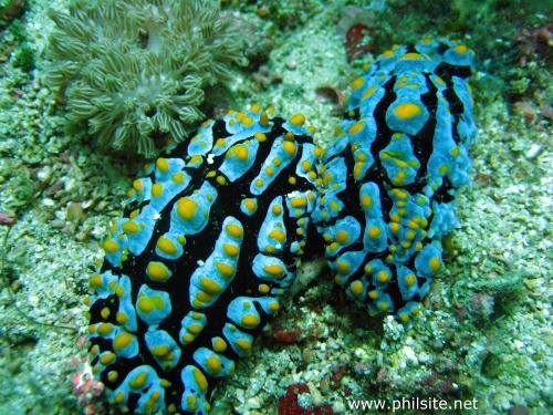 A very bright blue wart slug nudibranch with yellow spots. Photo taken at Palawan island, Philippines