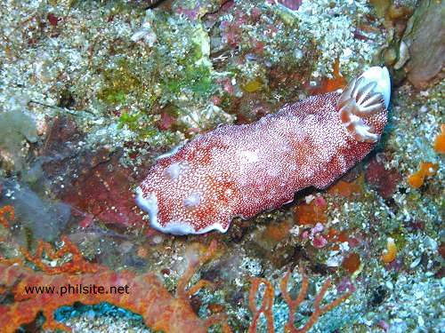 White Spotted Red nudibranch