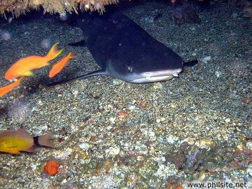 White Reef Shark in the Philippines