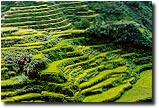 Terraces planted with rice