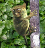 Bohol's primate
