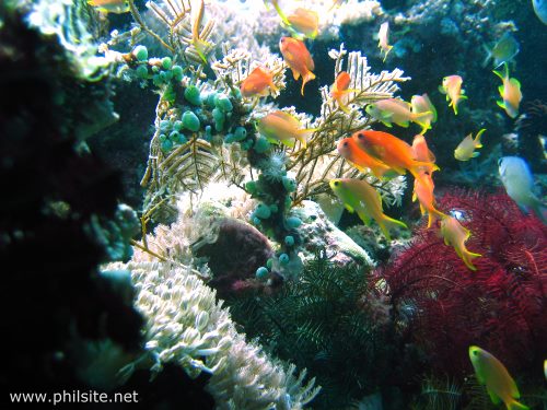 scuba diving picture of basslet fishes & corals taken with an underwater camera in the Philippines