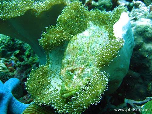 Scorpion fish photo shot at a coral reef in Batangas 