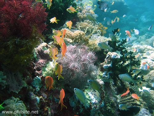 Underwater picture of Basslets on a coral reef teeming with other plant and animal life.