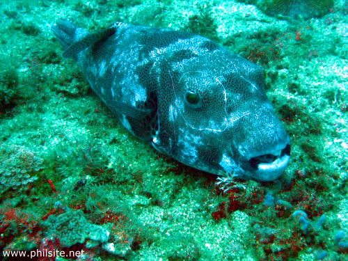 Black spotted puffer fish photo taken at Puerto Galera, Mindoro