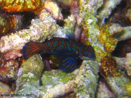 Mandarin Fish