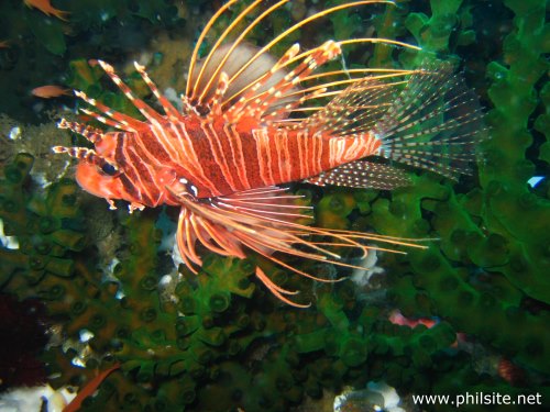 underwater picture of a lion fish
