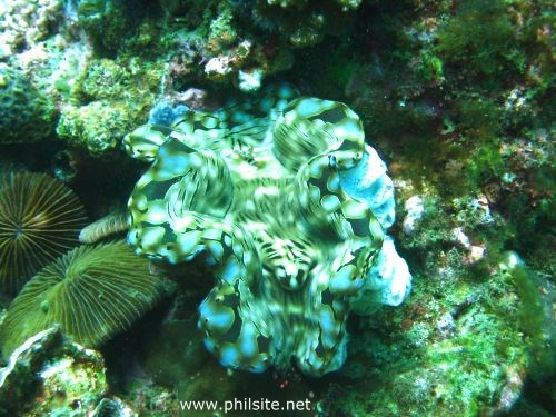 Scuba diving picture of a giant clam