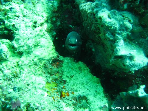 White eyed Moray eel found in Palawan islands in the Philippines