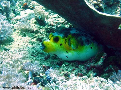 Puffer fish or blowfish, underwater photo taken in Cebu, Philippines