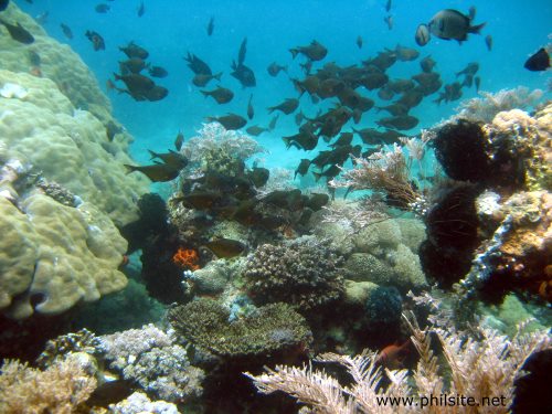 Picture of a coral reef teeming with black-margin bulls eye fish in Palawan