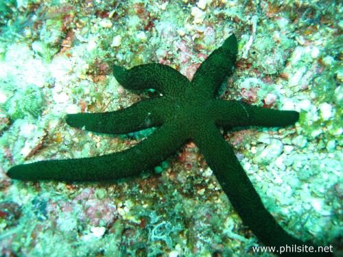 Green Starfish picture taken at Bohol, Philippines
