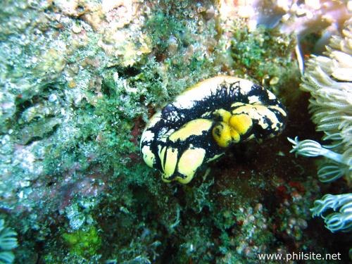 Photograph of a golden sea squirt taken in Bohol island