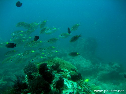Underwater photo of a school of yellow spot emperor fish, taken in Palawan, Philippines