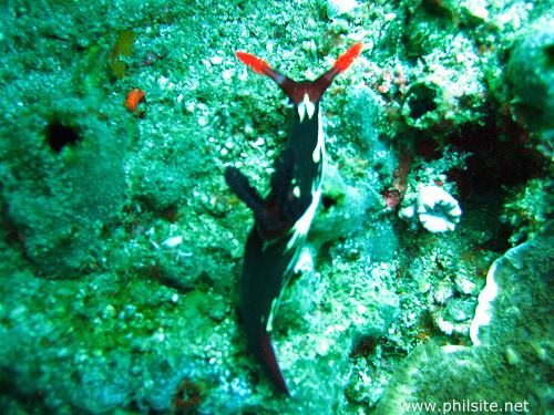 Beautiful underwater picture of a black, white & red nudibranch found in Bohol island, the Philippines