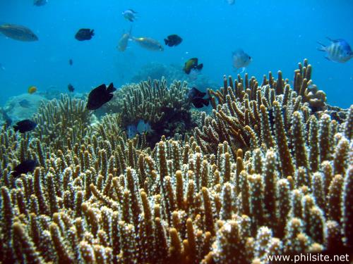 Picture of a coral reef in Moalboal, Cebu