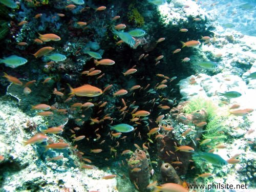 Tubbataha Reef Marine Park