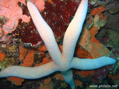 Close-up photo of a white starfish