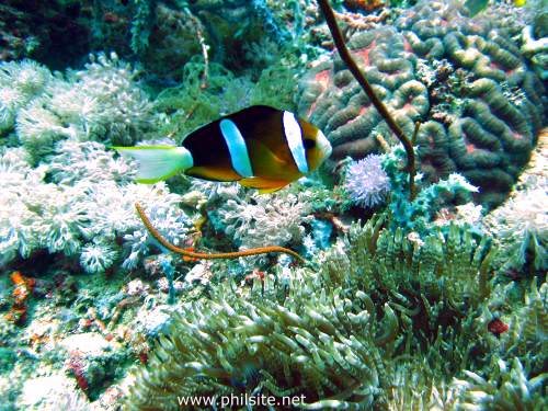 Tomato Clown Fish